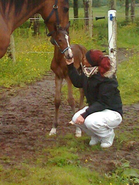 Dansk Varmblod Lille pigen - indtil videre billede 1