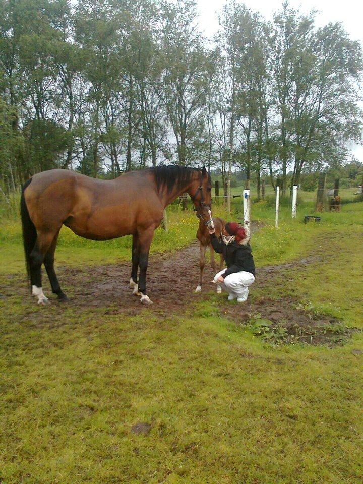 Dansk Varmblod Lille pigen - indtil videre billede 10