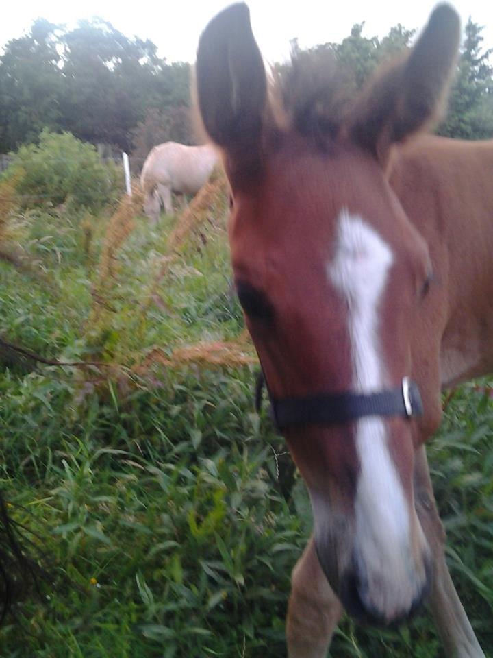 Dansk Varmblod Lille pigen - indtil videre billede 11