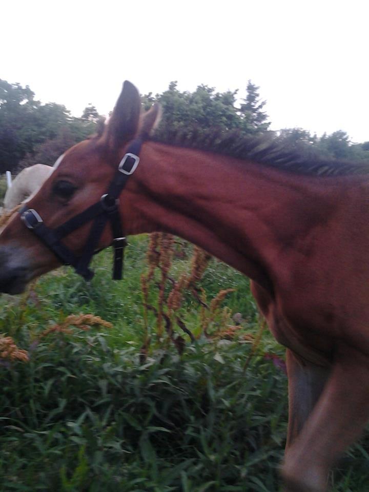 Dansk Varmblod Lille pigen - indtil videre billede 12