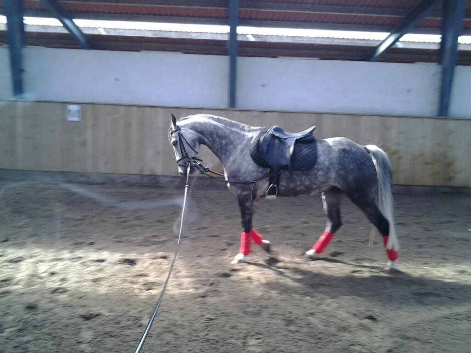 Anden særlig race Casjang (solgt) billede 10