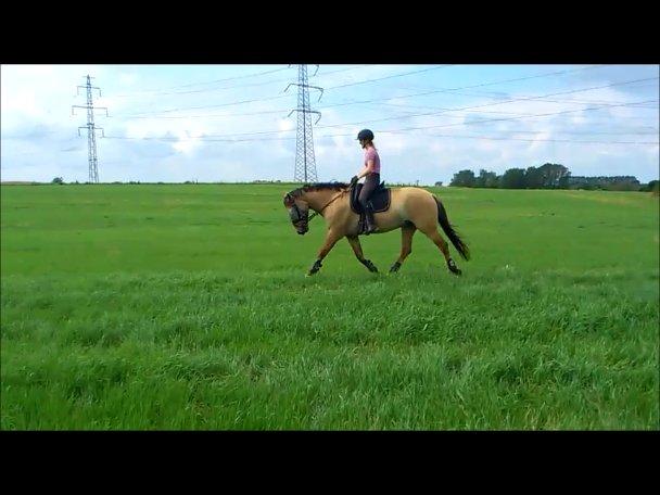 Anden særlig race Golden Guy *AKA Sune* billede 6