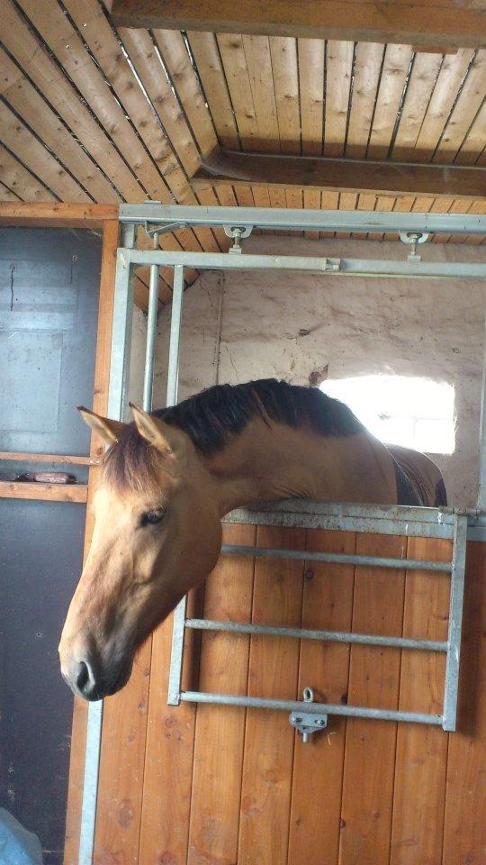 Anden særlig race Golden Guy *AKA Sune* billede 17