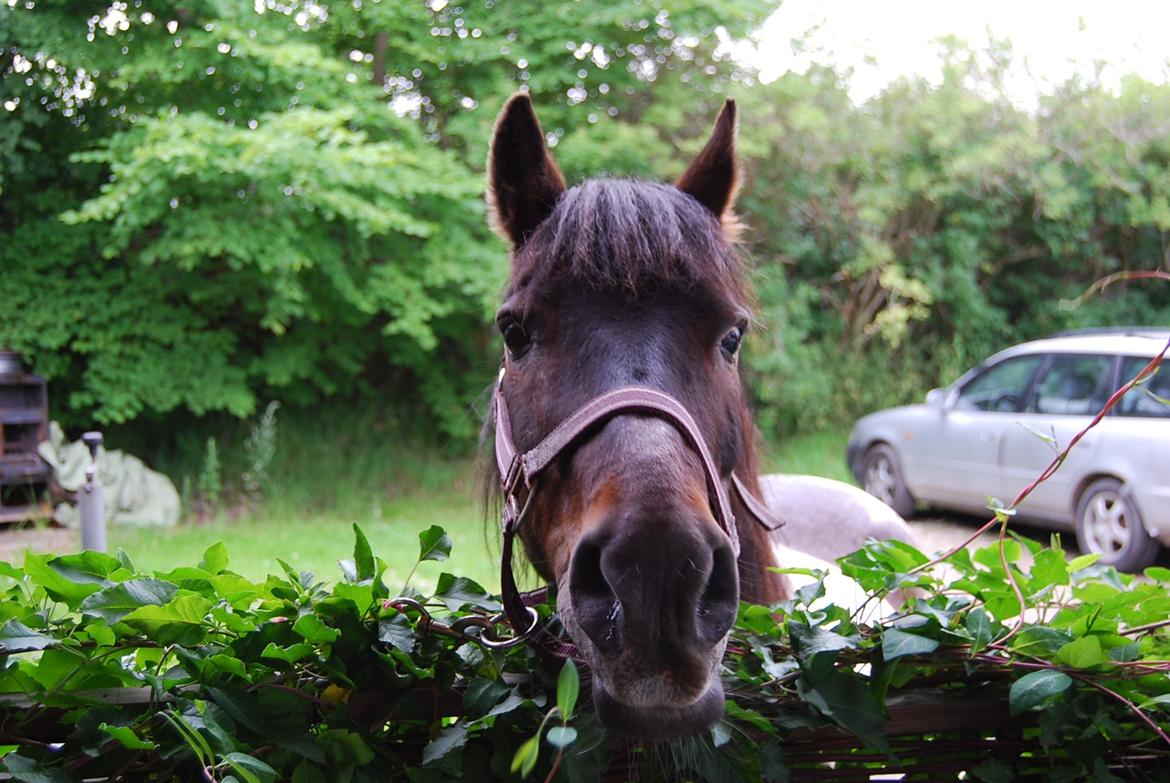 Pinto Solvej †   billede 1