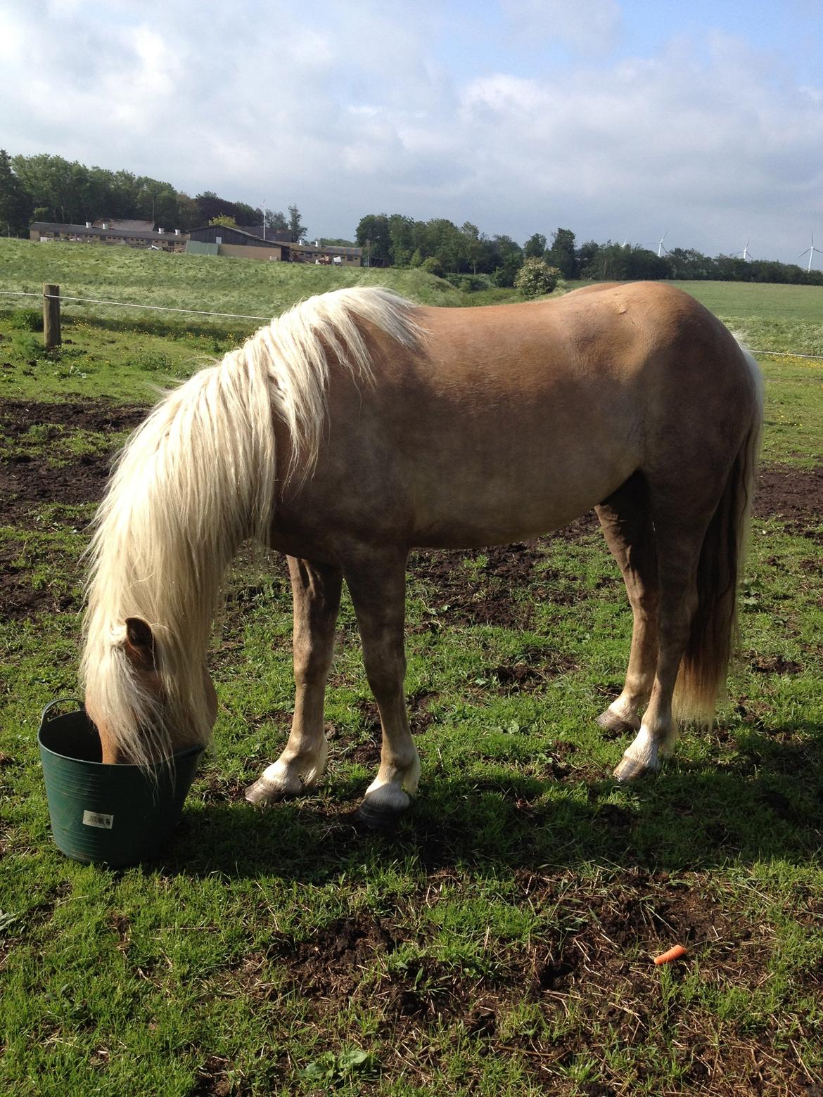 Haflinger Nantino Hestvang - Mums mad... billede 3