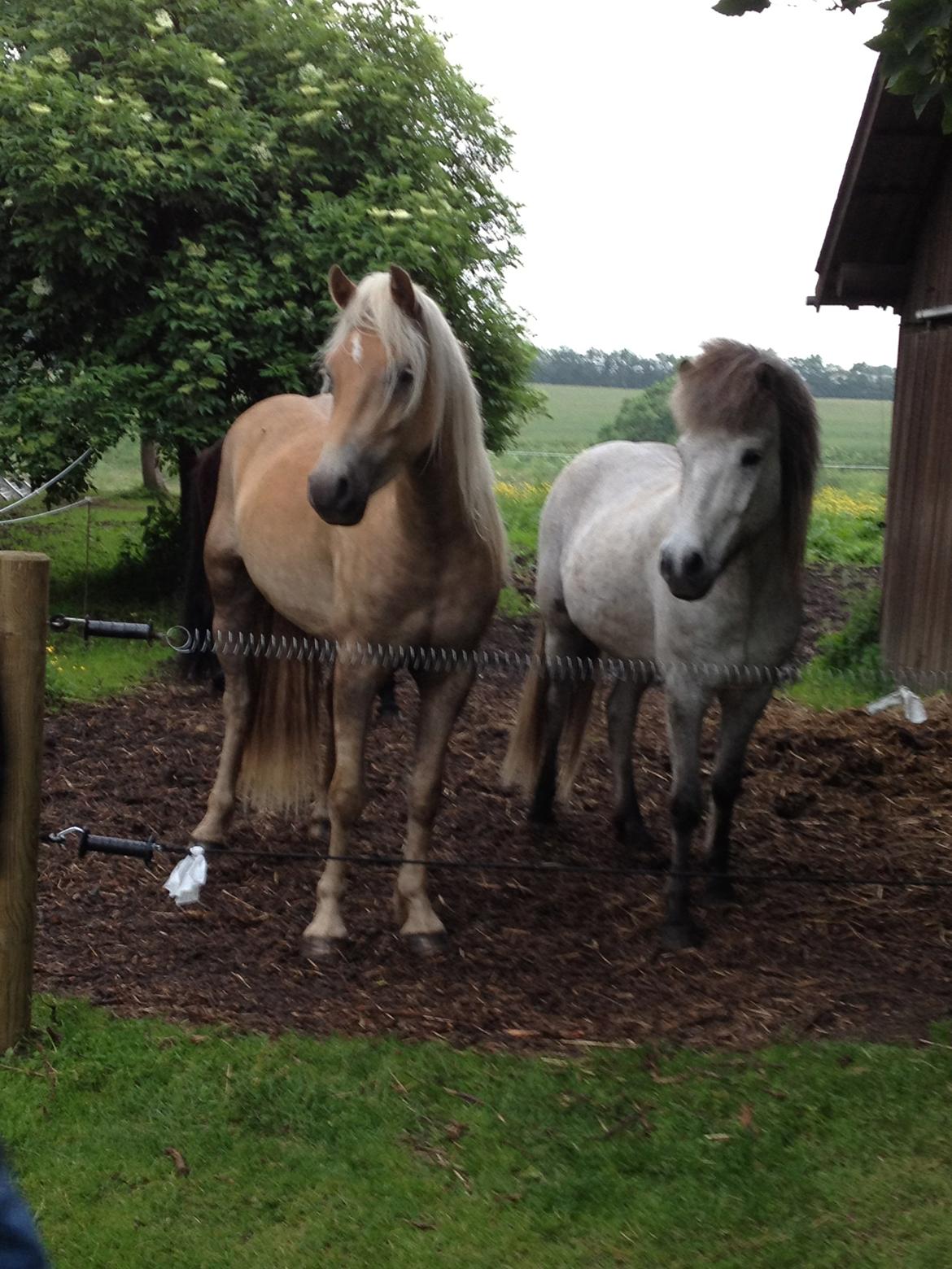 Haflinger Nantino Hestvang - Nantino og Fylkir skulle da lige holde øje med om heksen fløj til bloksbjerg. sankt hans 2012 billede 4