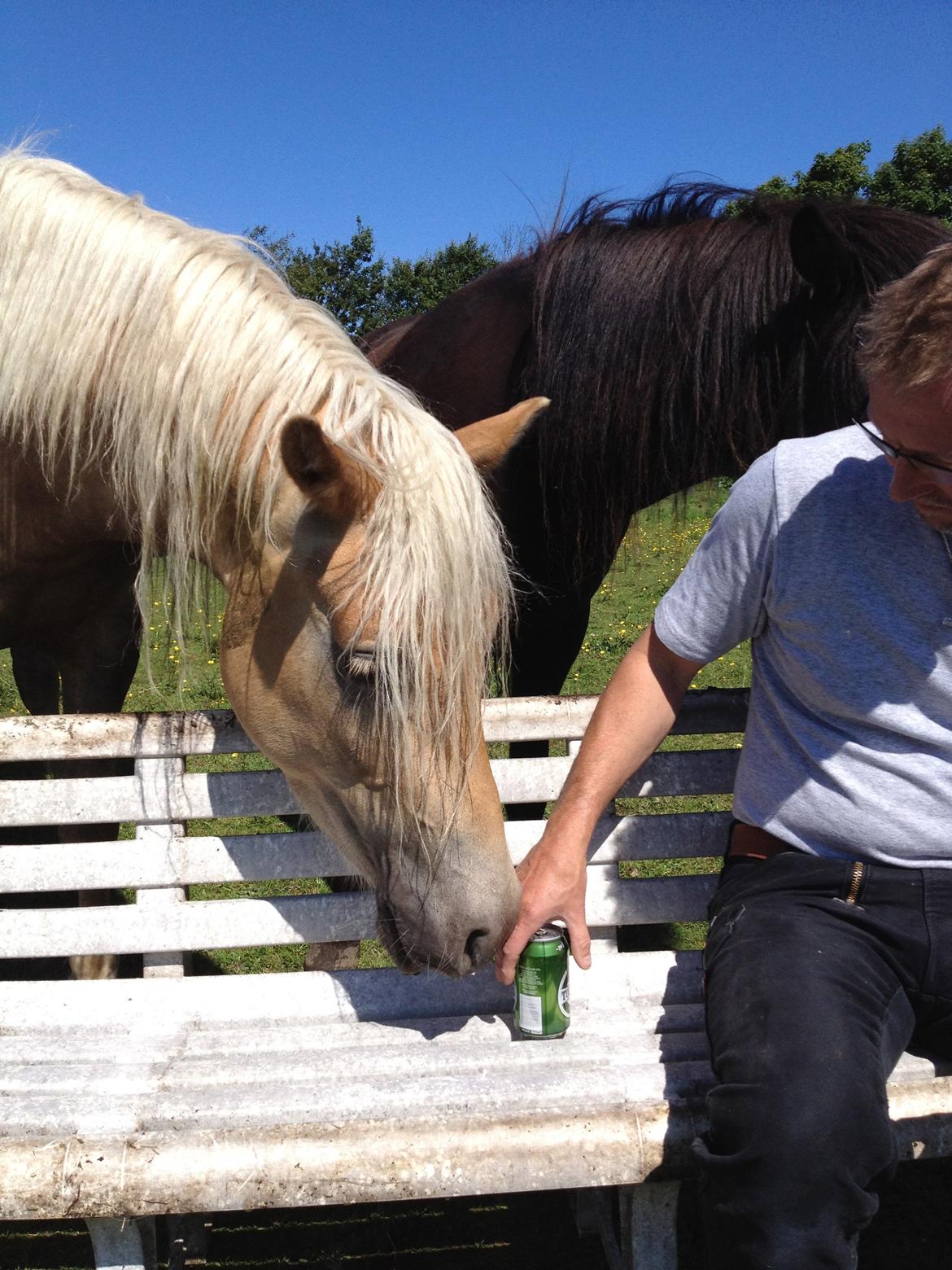 Haflinger Nantino Hestvang - når ølhesten glammer....;-) billede 1