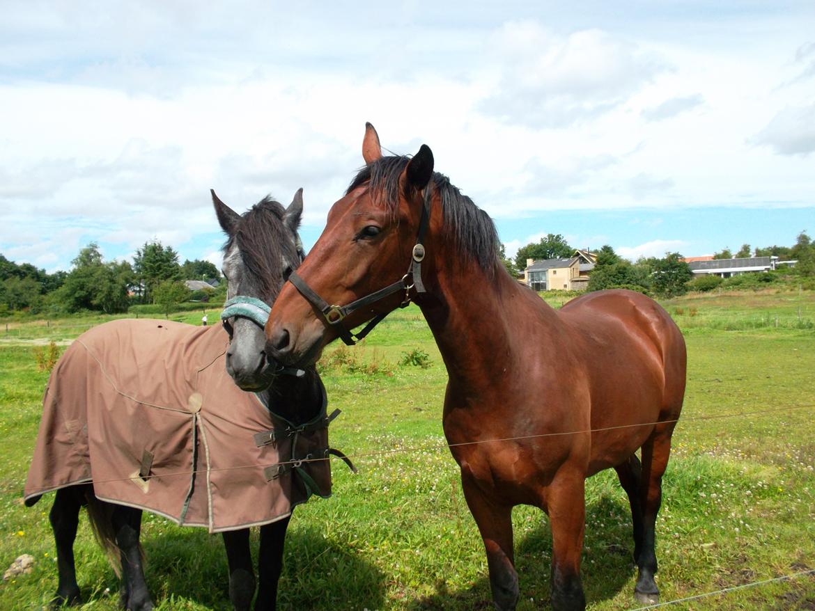 Oldenborg Tiedemanns Herkules billede 5