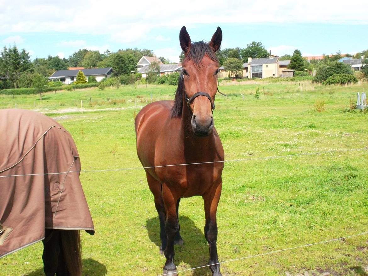 Oldenborg Tiedemanns Herkules billede 1