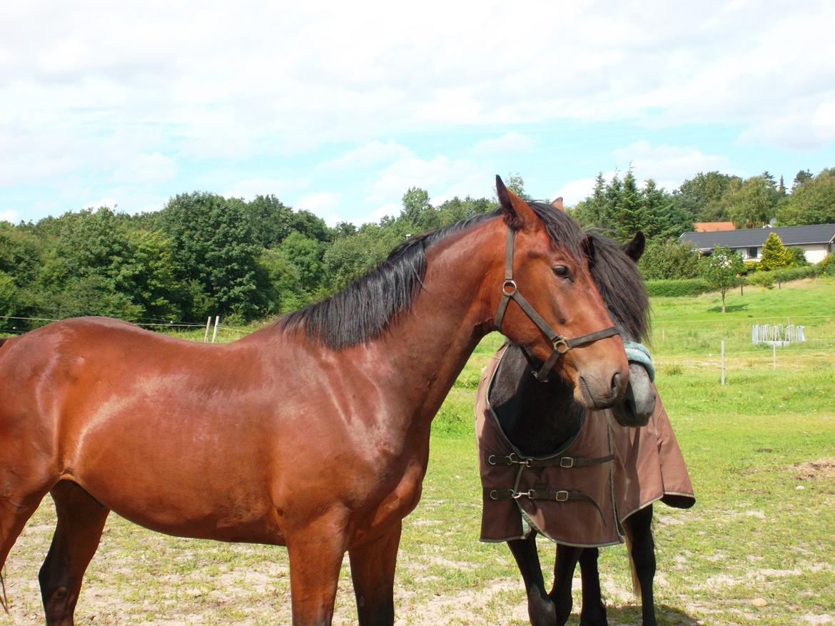 Oldenborg Tiedemanns Herkules billede 6