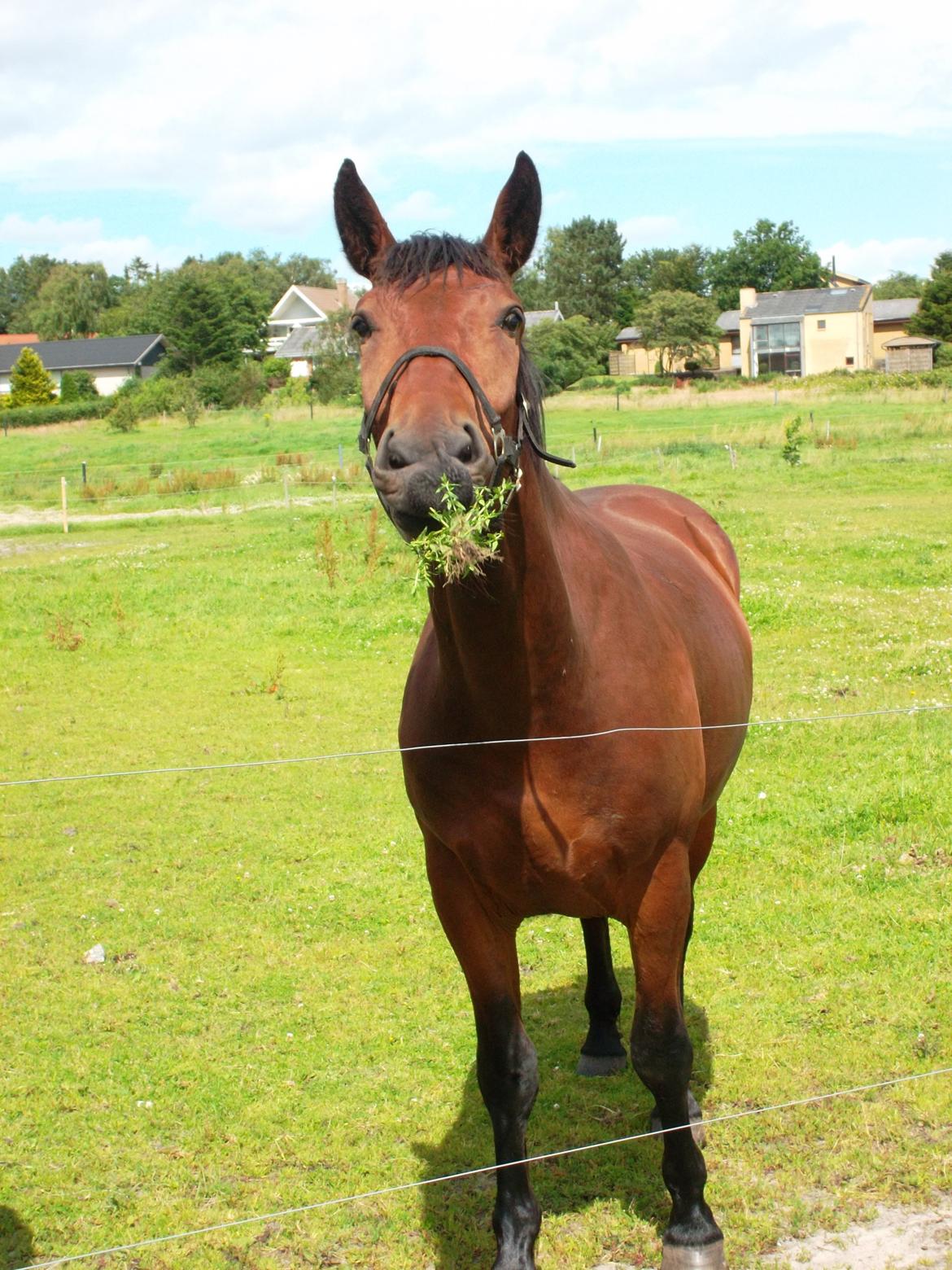 Oldenborg Tiedemanns Herkules billede 3