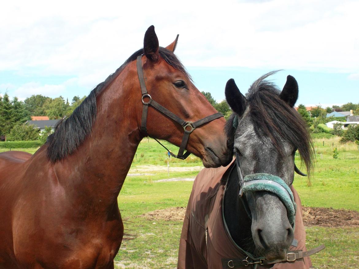 Oldenborg Tiedemanns Herkules billede 7