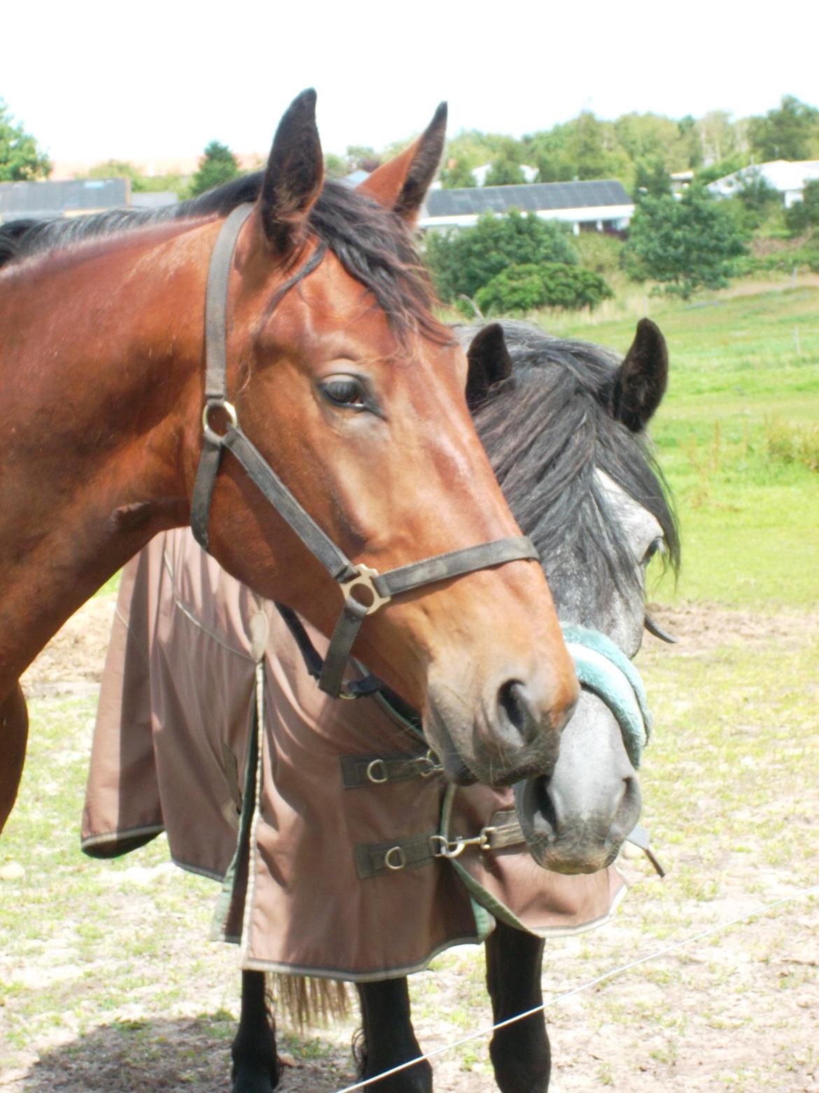 Oldenborg Tiedemanns Herkules billede 8