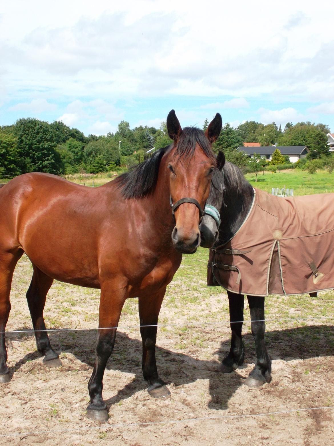 Oldenborg Tiedemanns Herkules billede 4