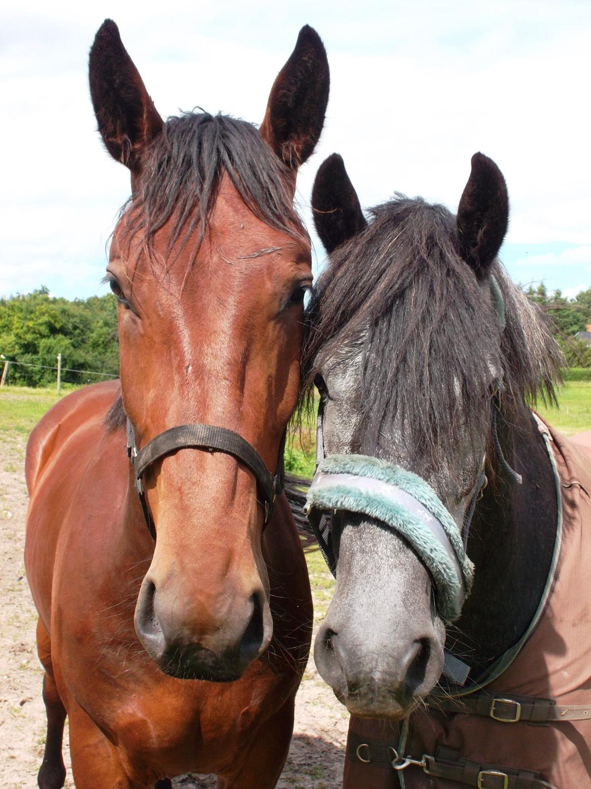 Oldenborg Tiedemanns Herkules billede 9