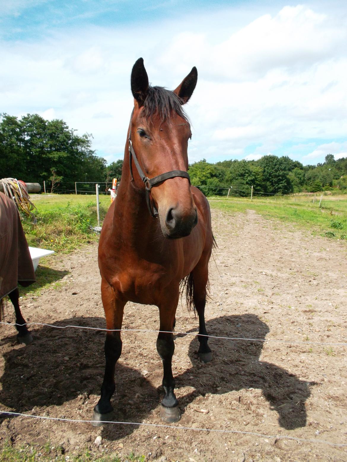 Oldenborg Tiedemanns Herkules billede 2