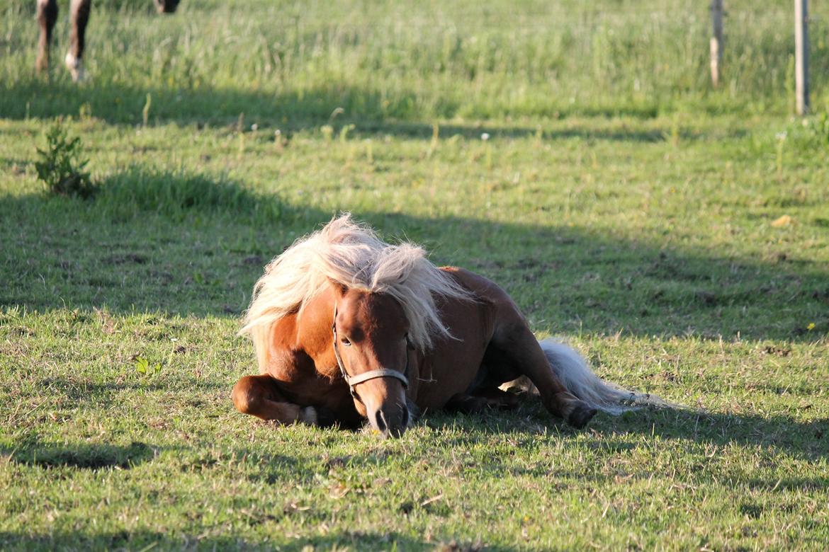 Shetlænder Play Boy billede 1