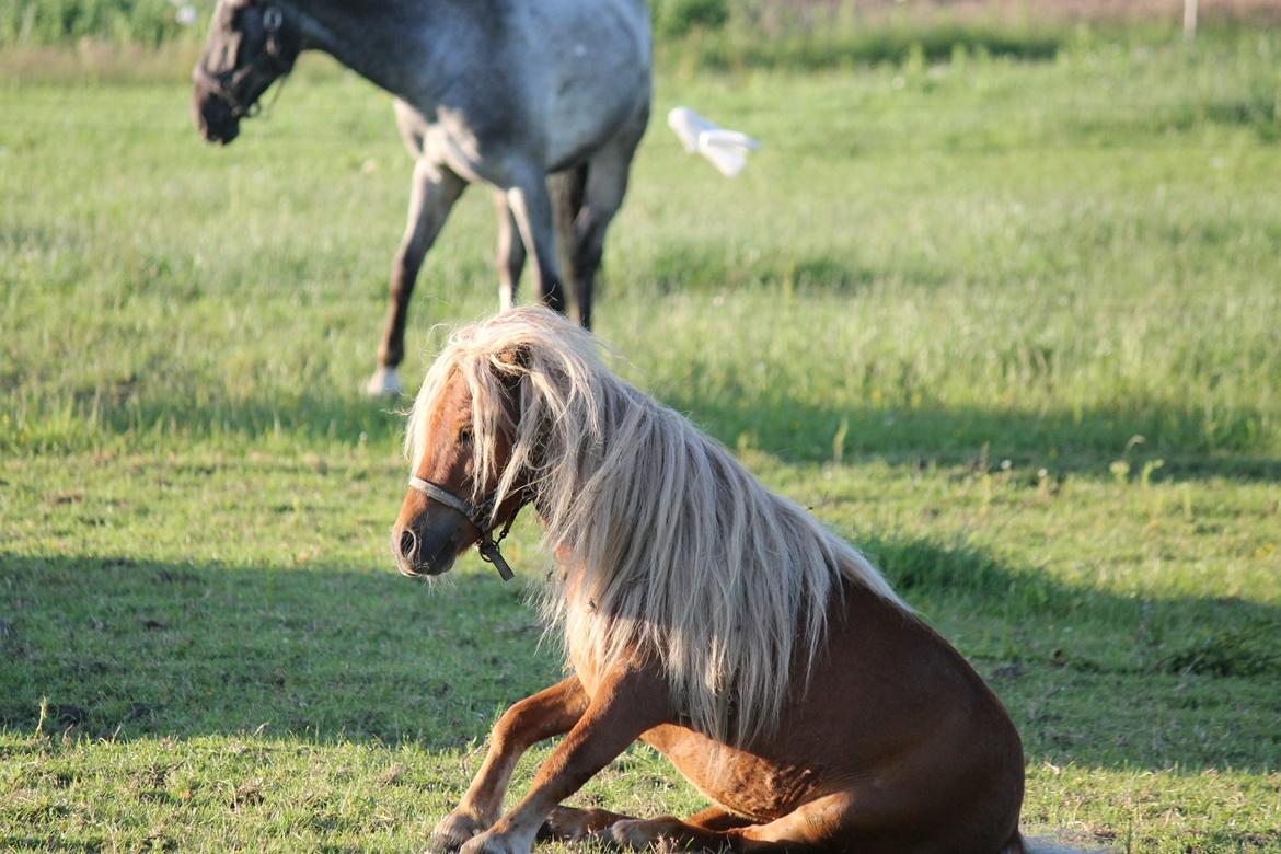 Shetlænder Play Boy billede 2