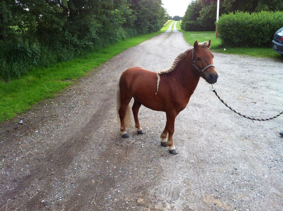Shetlænder Play Boy billede 3
