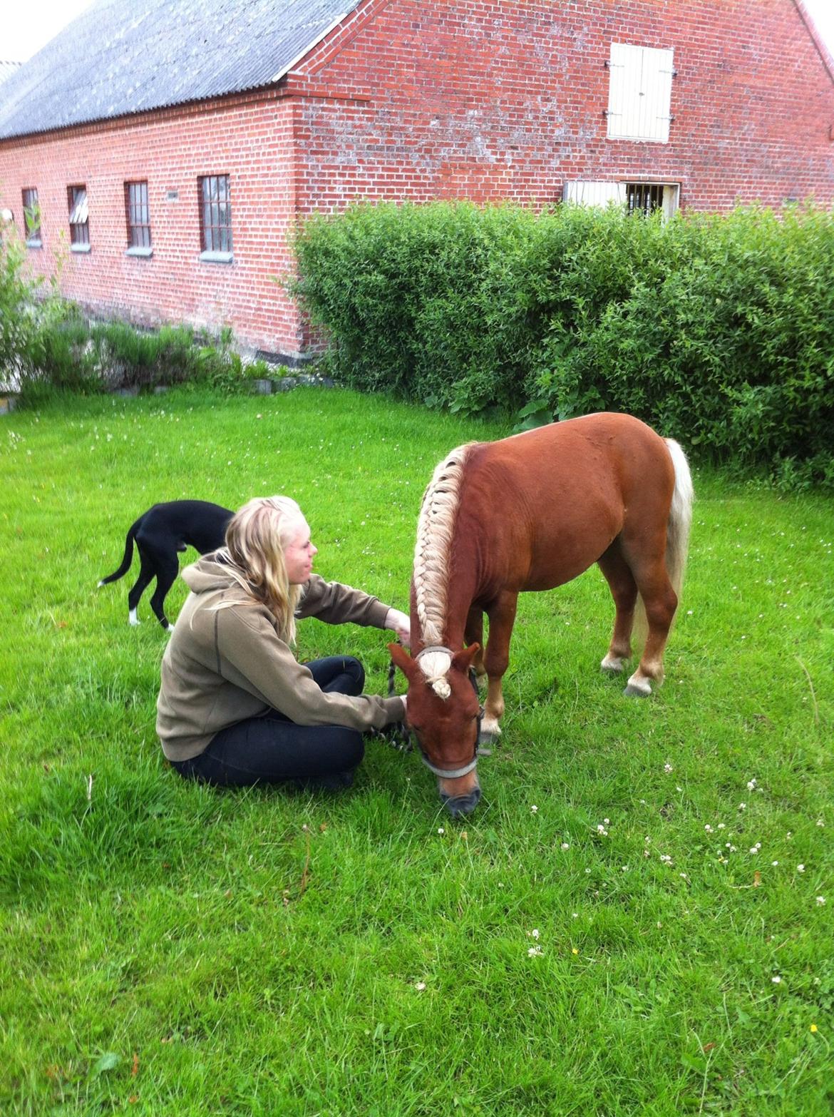 Shetlænder Play Boy billede 4