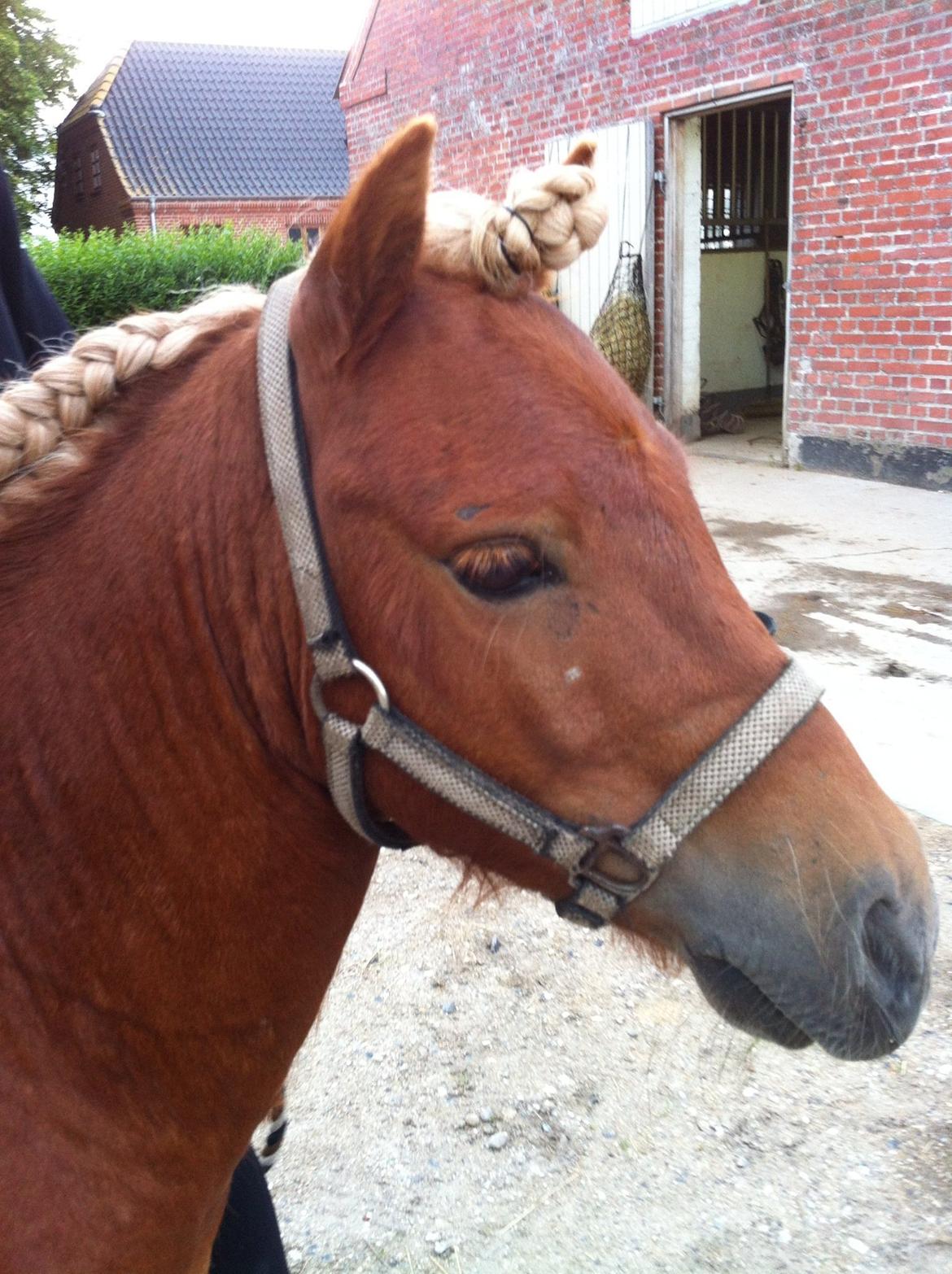 Shetlænder Play Boy billede 5