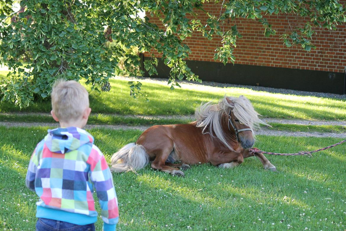 Shetlænder Play Boy billede 6