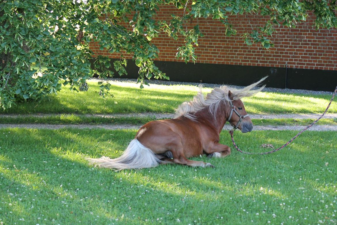 Shetlænder Play Boy billede 7