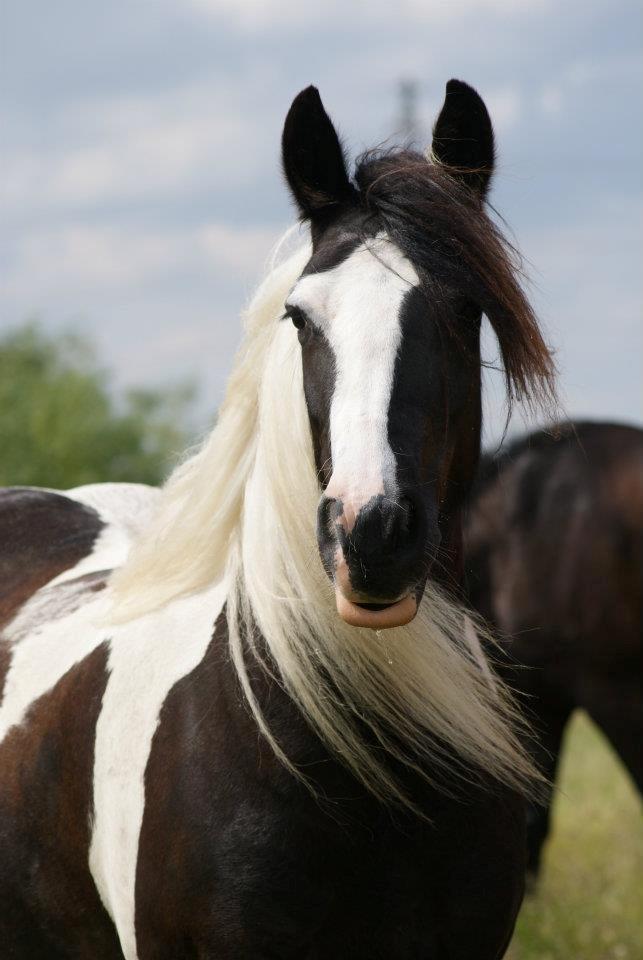 Irish Cob Mischa - Sommeren 2012 billede 18