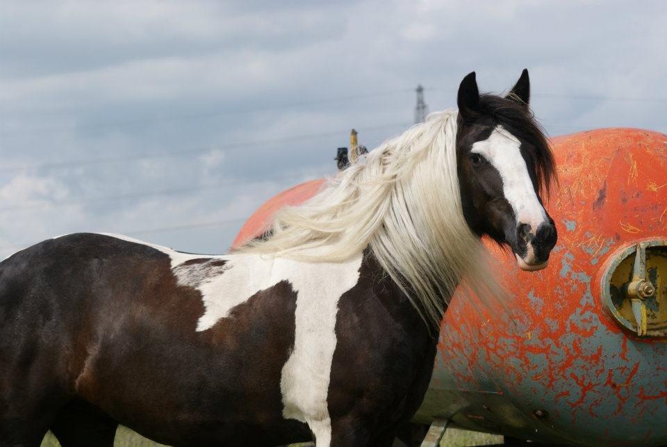 Irish Cob Mischa - Sommeren 2012 billede 19