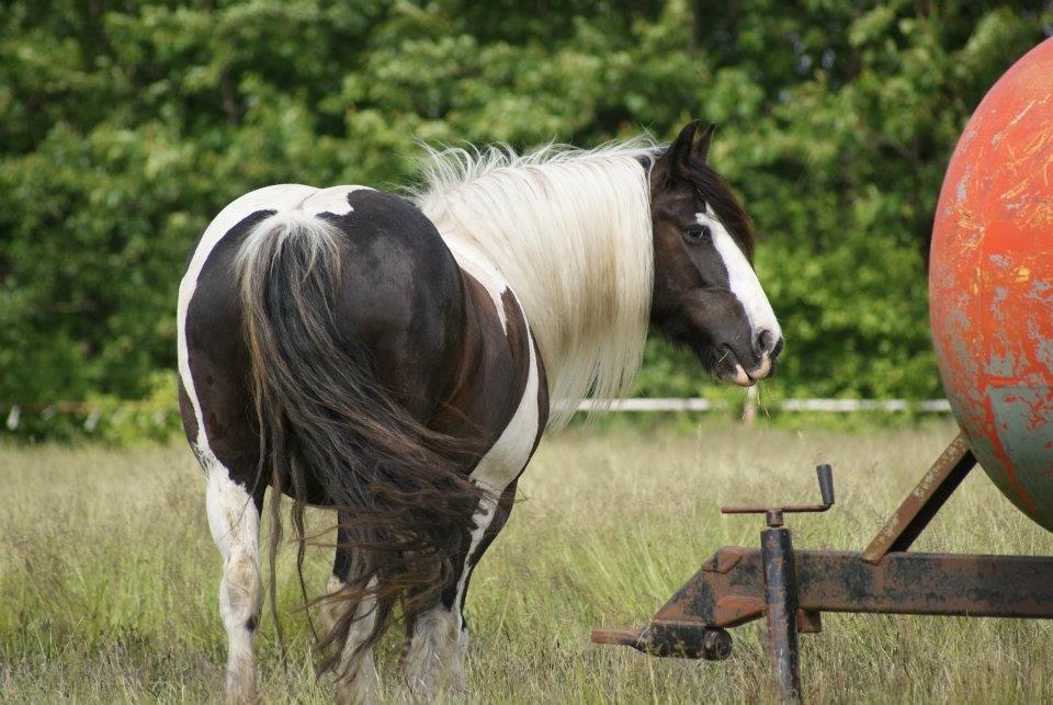 Irish Cob Mischa - Sommeren 2012  billede 20