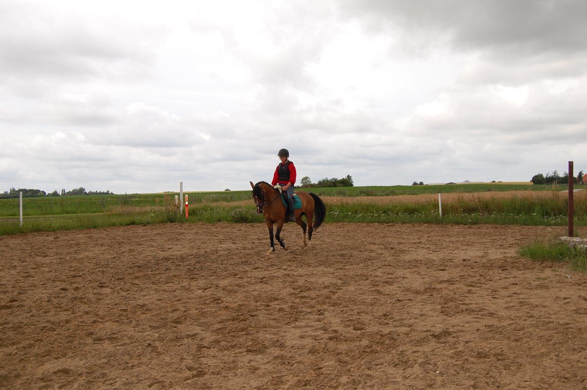Anden særlig race Miss Caya (Prinsessen) billede 6