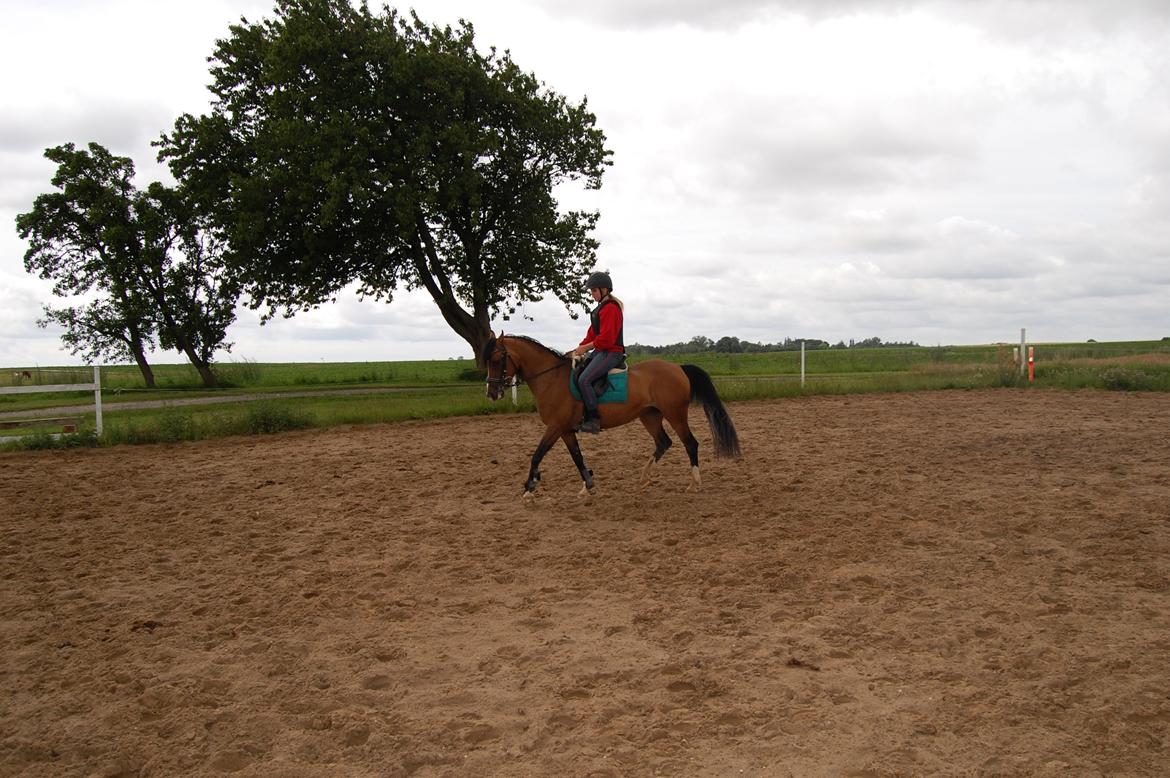 Anden særlig race Miss Caya (Prinsessen) billede 7