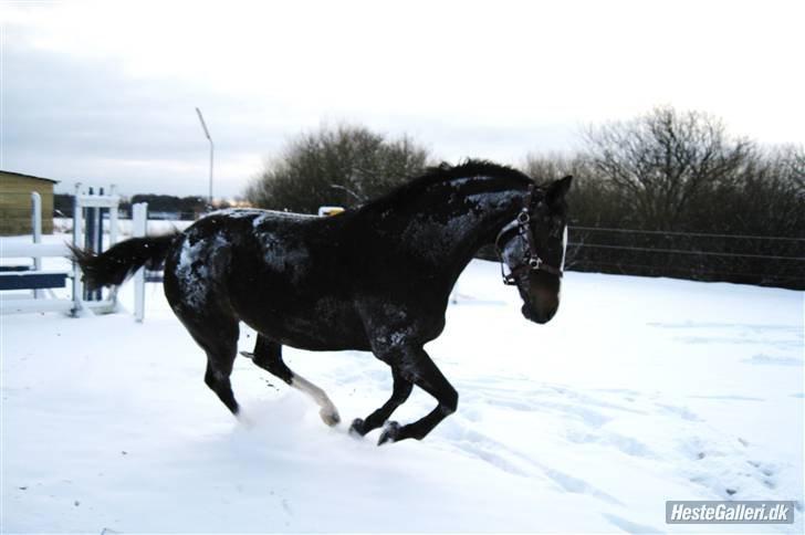 Dansk Varmblod Le' Quick - Ballade i sneen 2010 :-) billede 14