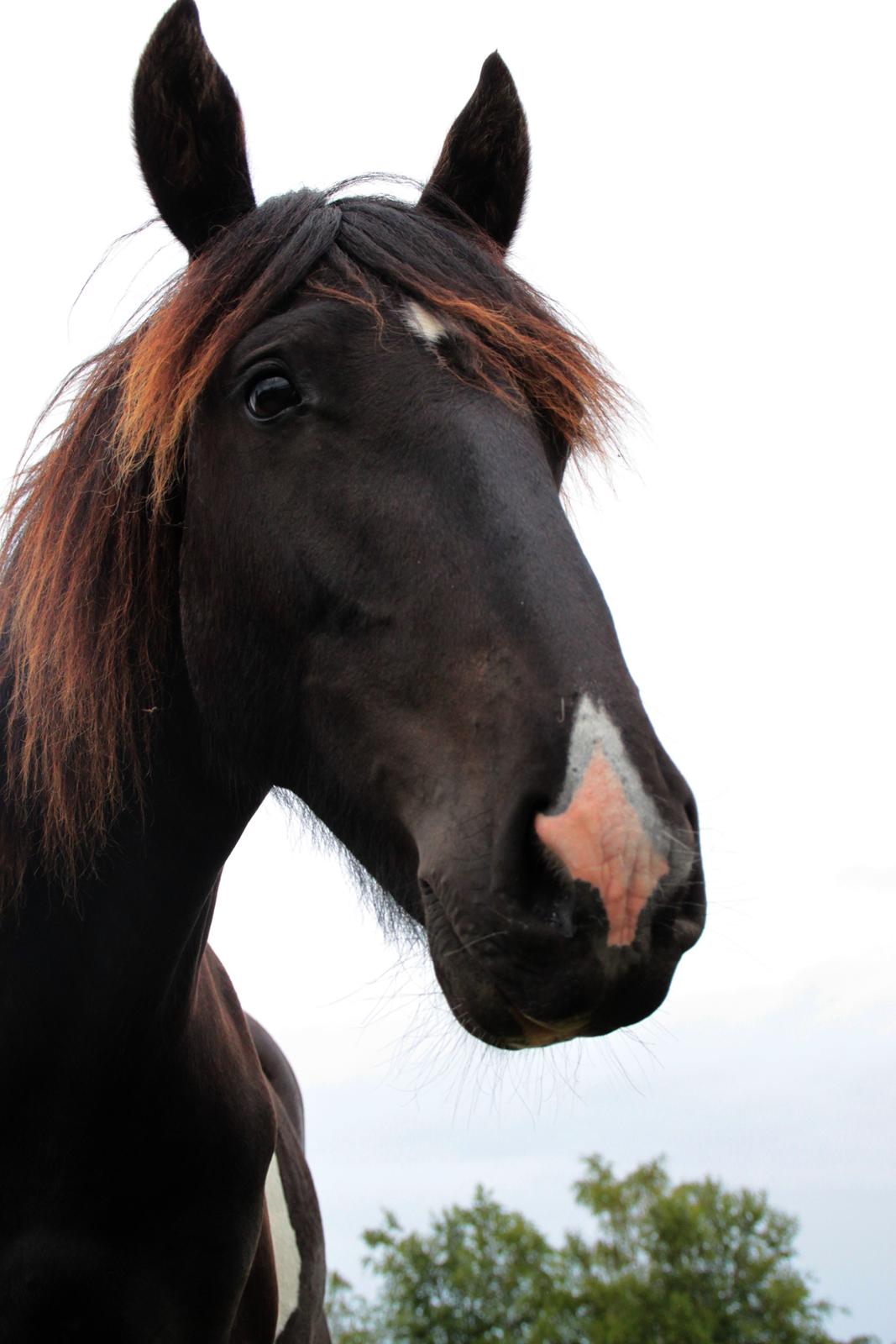 Tobiano Friesian ~Bentley~ af Bølå - Fotograf: Minna Mønster billede 23