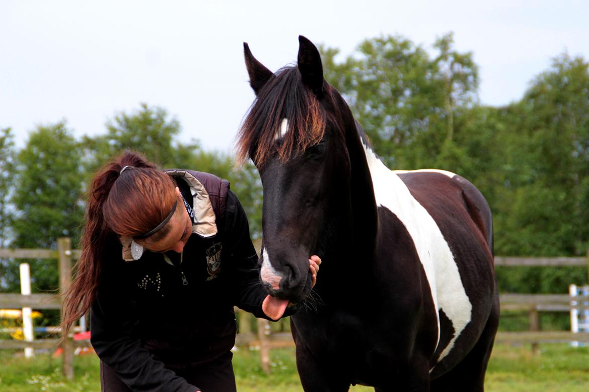 Tobiano Friesian ~Bentley~ af Bølå - Fotograf: Minna Mønster - Rækker tunge på kommando. billede 22