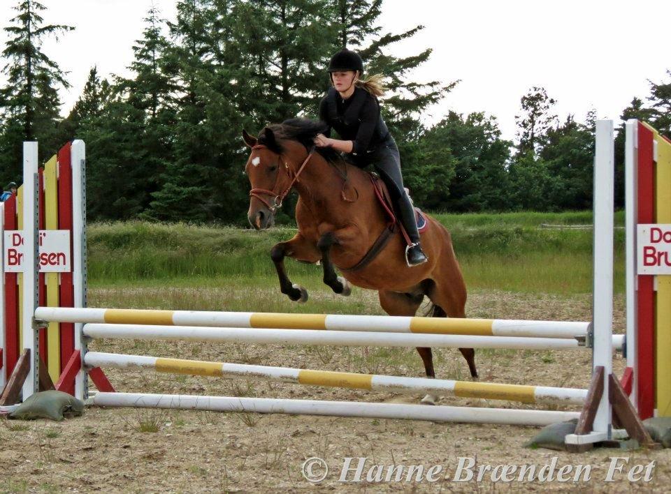 New Forest Fly billede 9