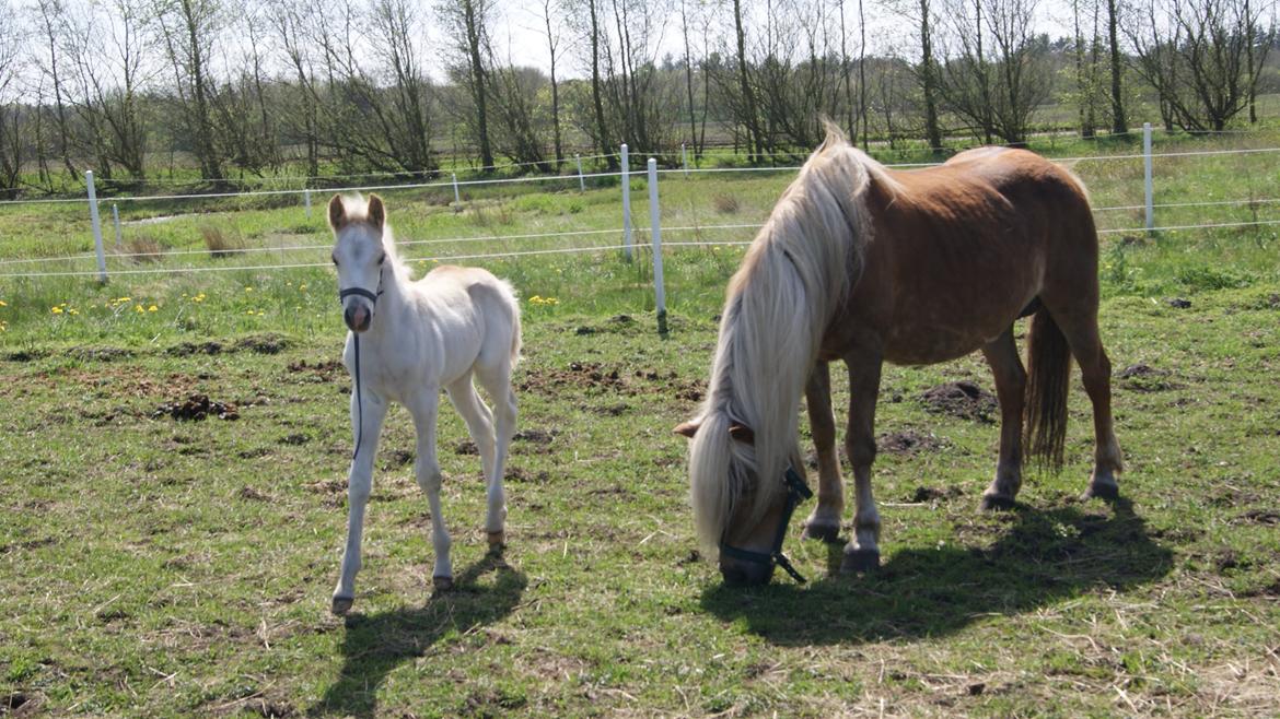 Haflinger Montana billede 9