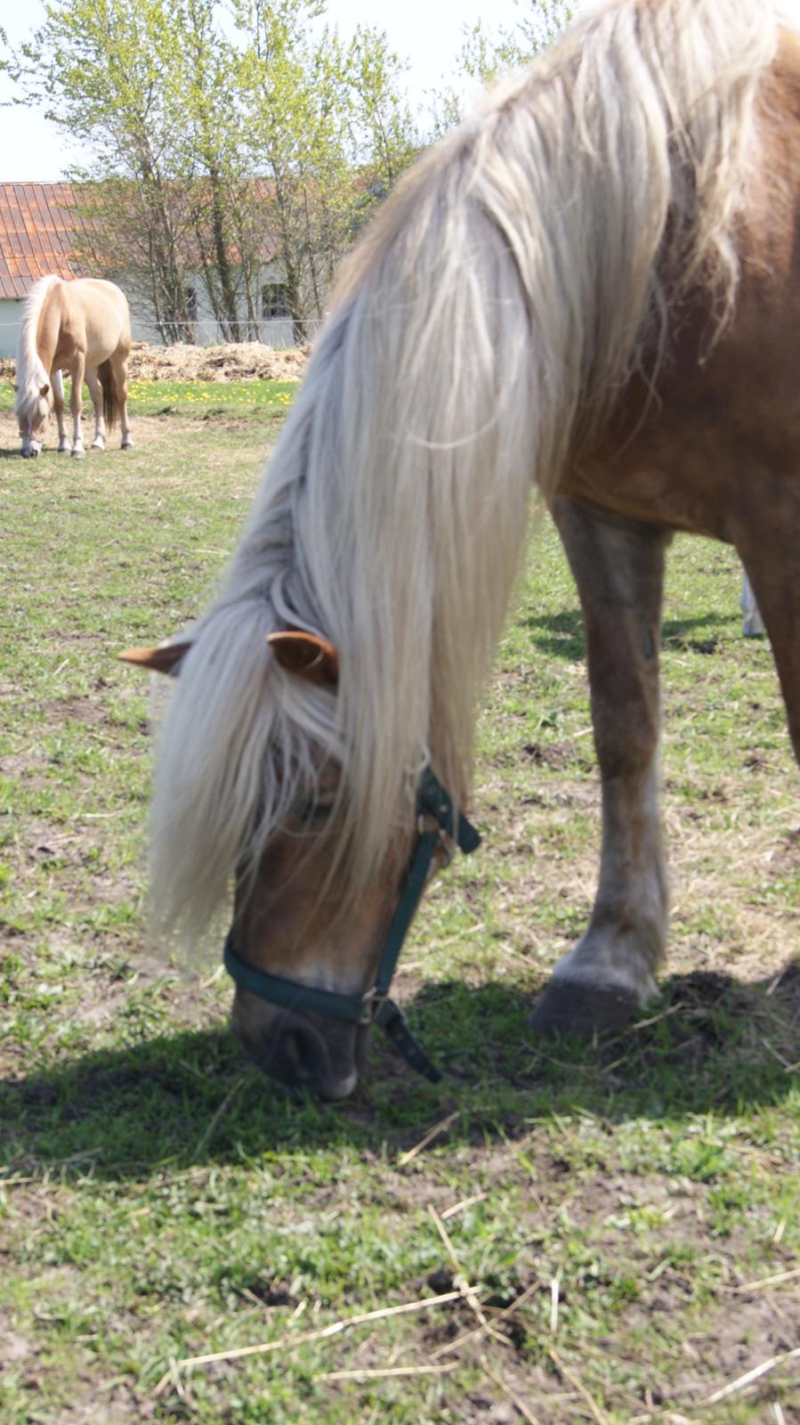 Haflinger Montana billede 11