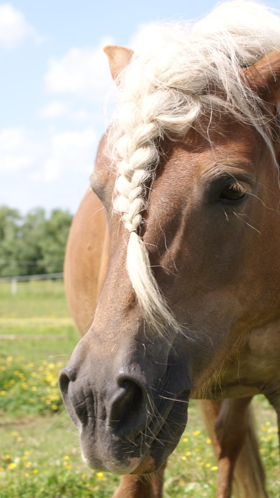 Haflinger Montana billede 13