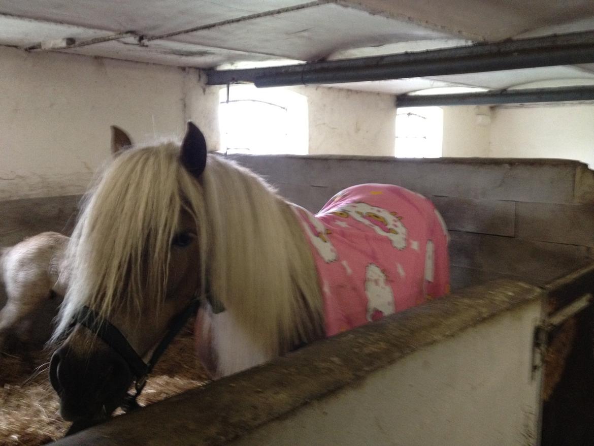 Haflinger Montana billede 17