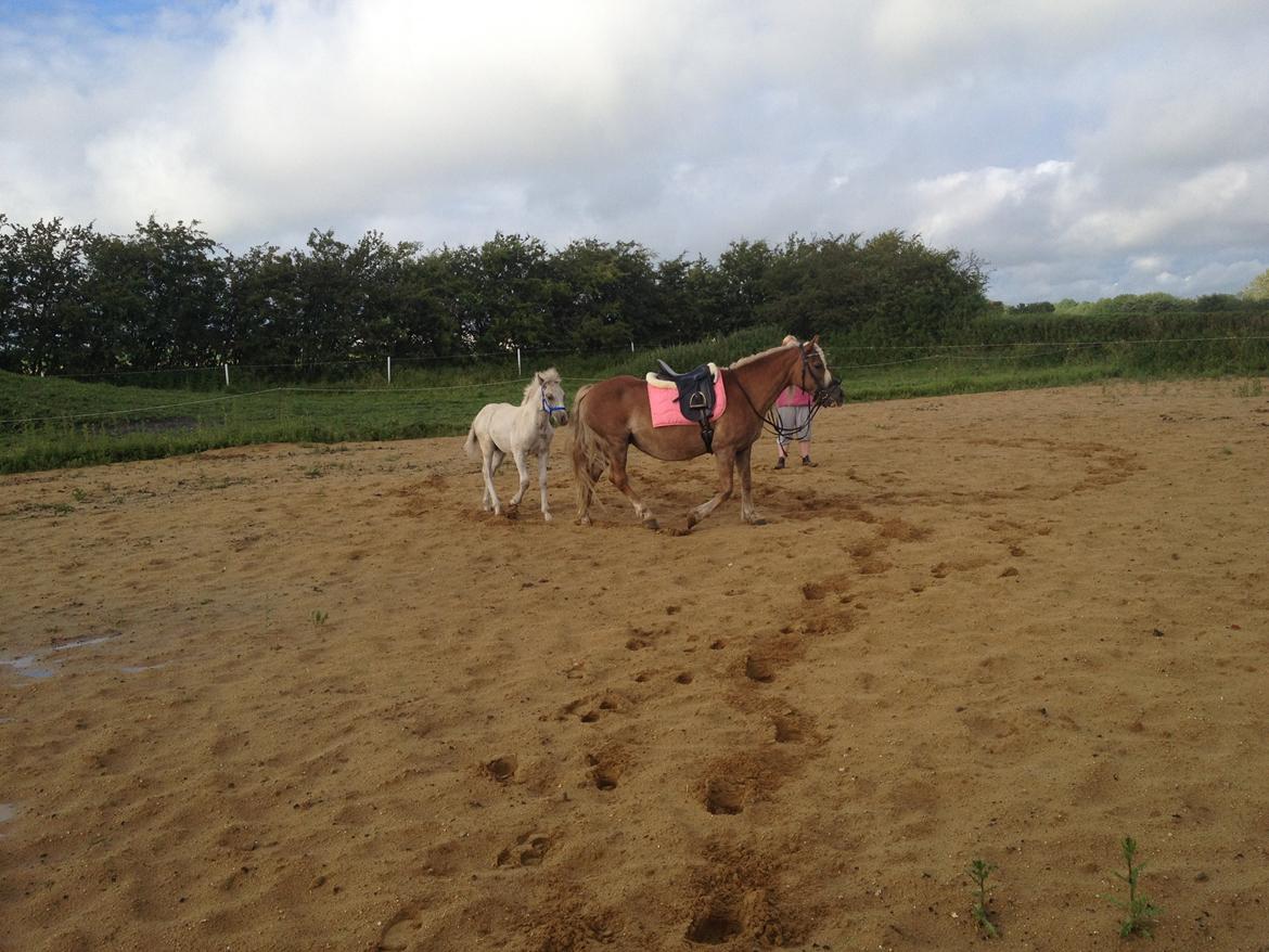 Haflinger Montana billede 26