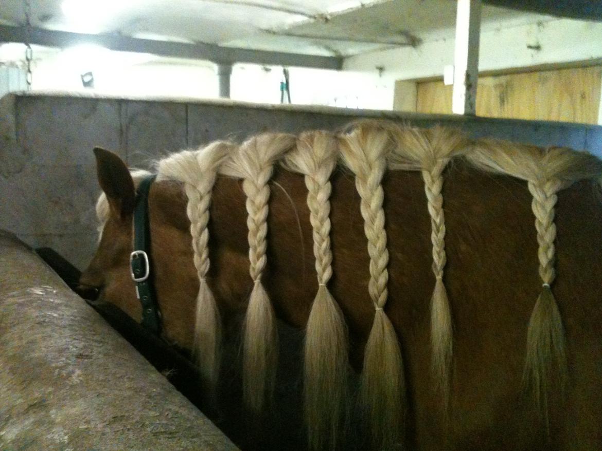 Haflinger Montana billede 20