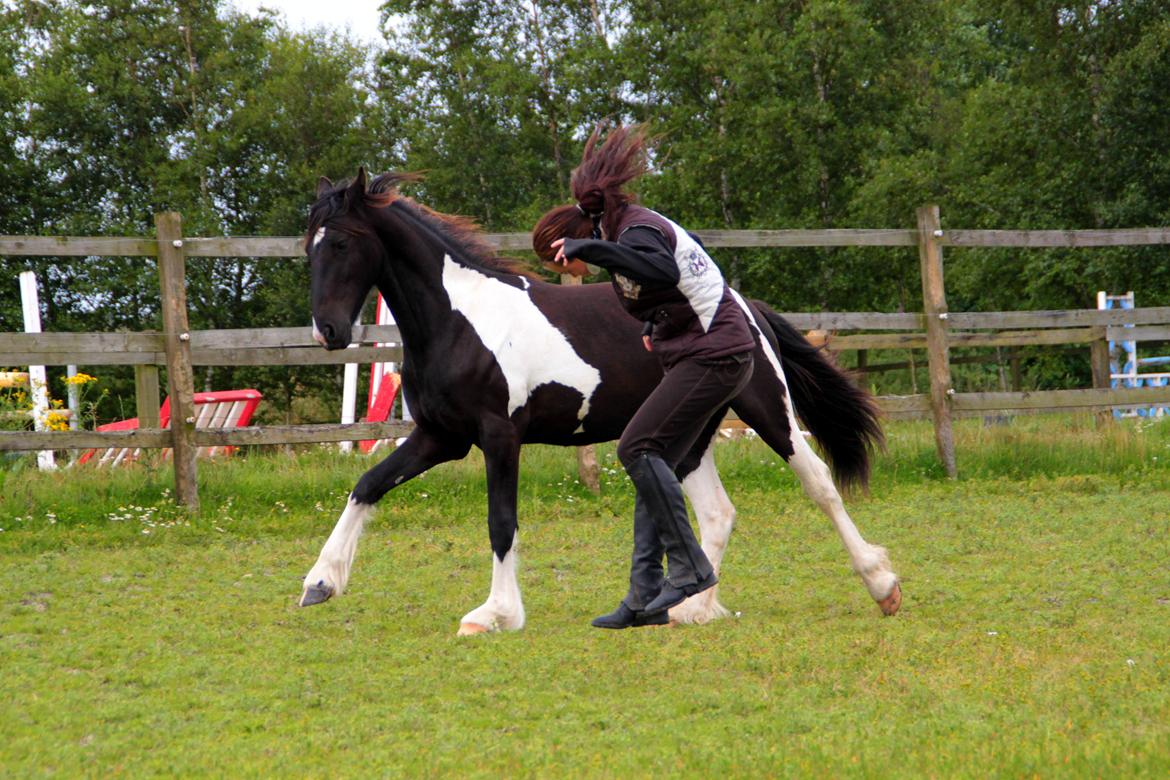 Tobiano Friesian ~Bentley~ af Bølå - Fotograf: Minna Mønster - Sådan leger vi :-) billede 10