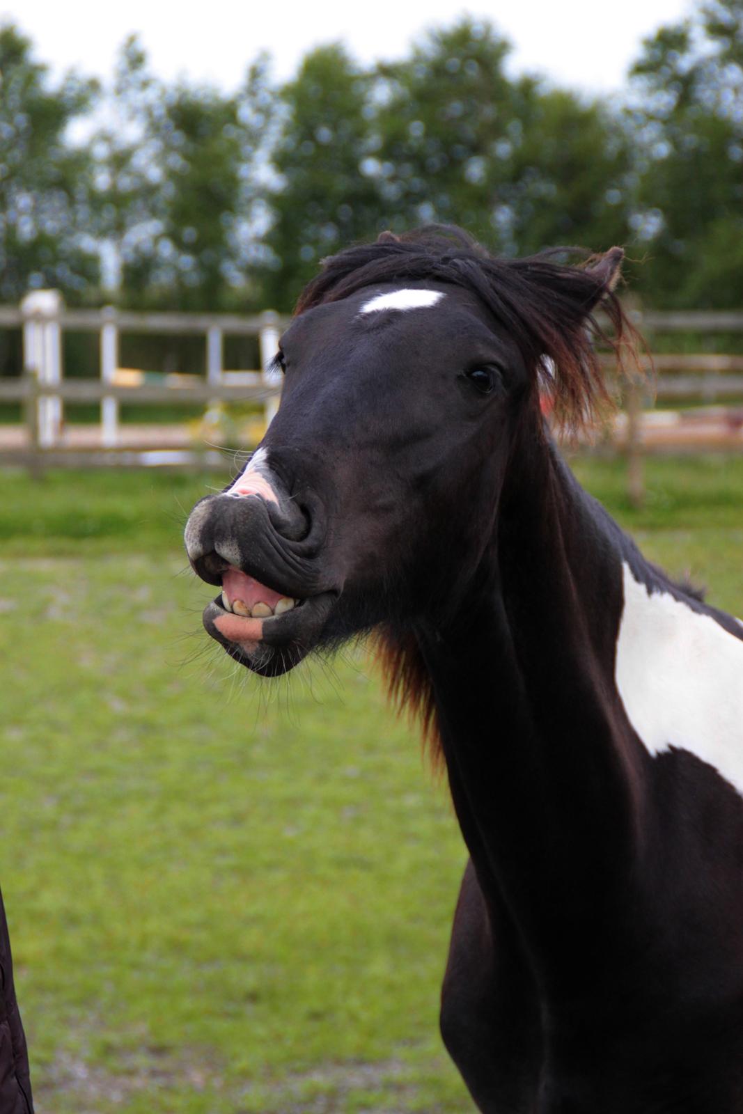 Tobiano Friesian ~Bentley~ af Bølå - Fotograf: Minna Mønster - Smile på kommande, han er så dejlig. :-) billede 48