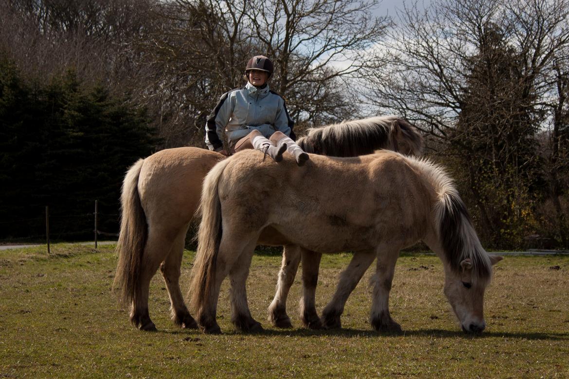 Fjordhest Lulu billede 13