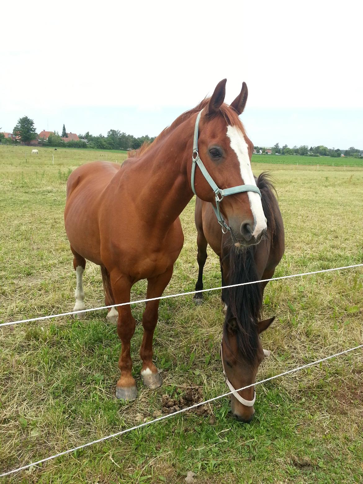 Hollandsk Varmblod Merisco billede 3