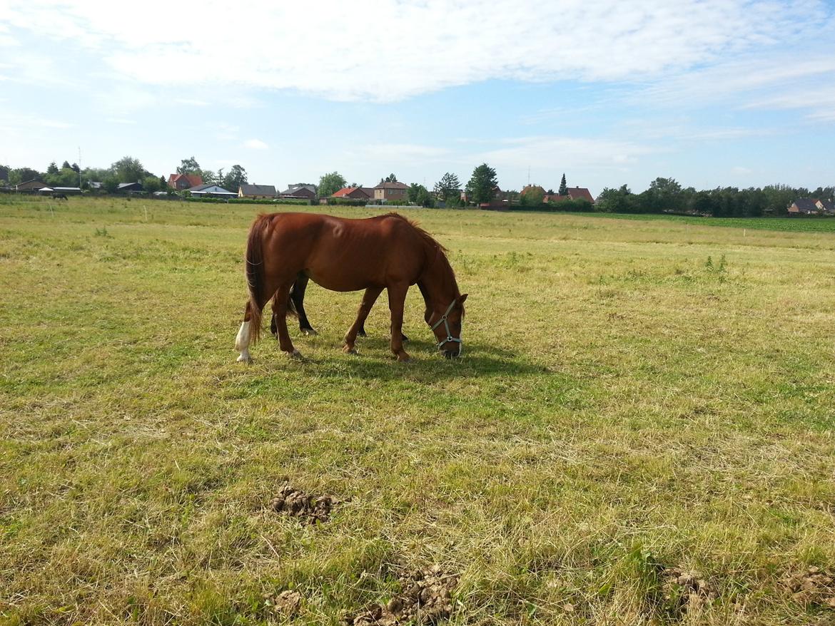 Hollandsk Varmblod Merisco billede 11