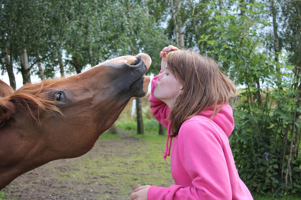 DSP Nørringsholms Tammadoor<3 - mys mys  billede 12