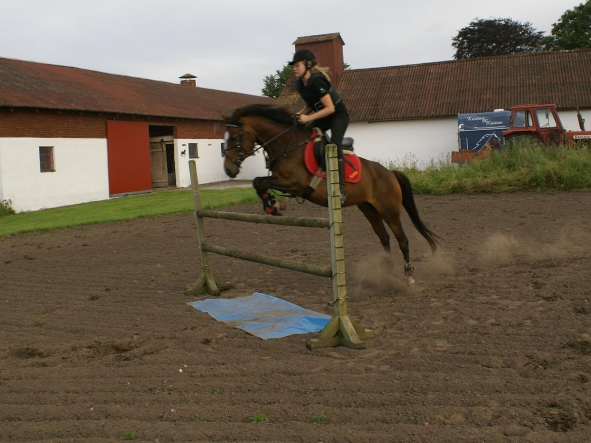 DSP Fejrupgaards Cookienelle - Min stjerne og jeg, over 1 m. <3 - Juli 2012  billede 9