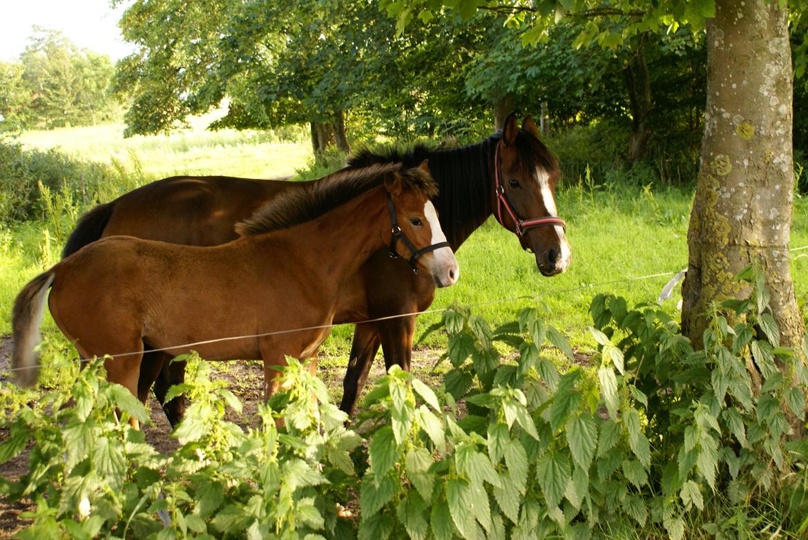 DSP Fejrupgaards Cookienelle - Cookie og hendes føller - Juli 2012 billede 10